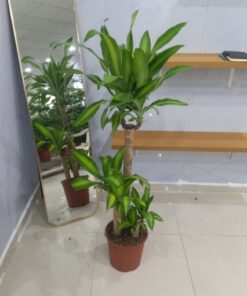 دراسينا ماسنجانا 3 سيقان - مركن 27 سم