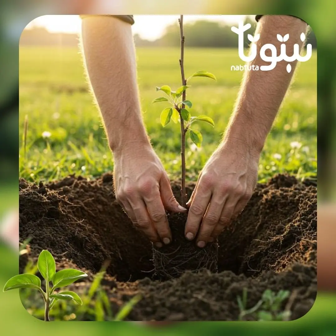 زراعة الأشجار والنباتات - نبتوتا