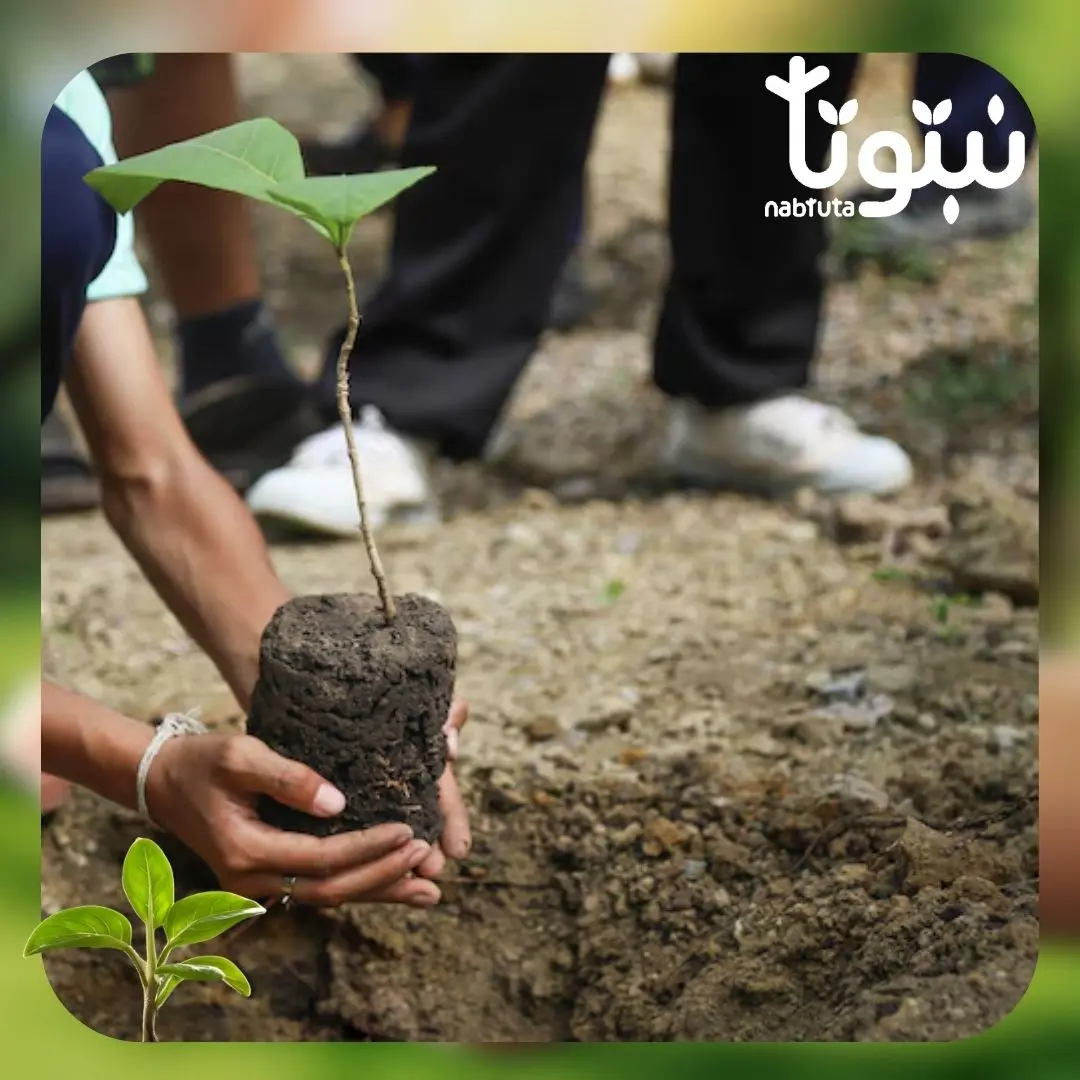 زراعة وتقليم الأشجار نبتوتا