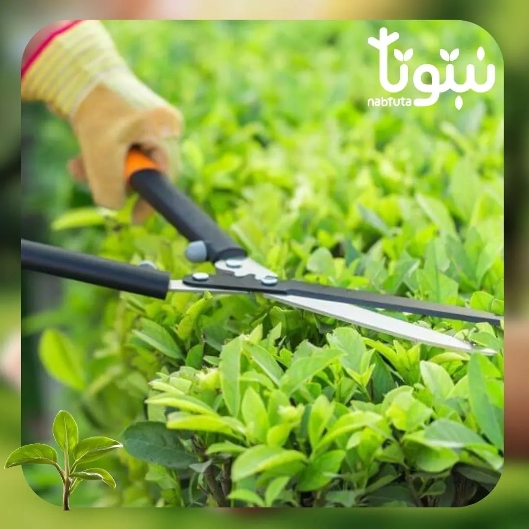 تقليم وتشكيل الأشجار - نبتوتا