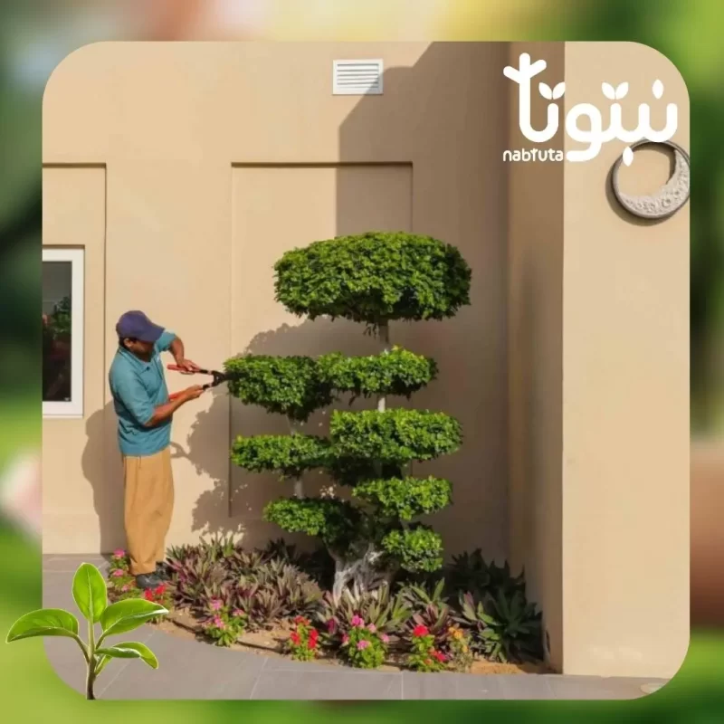 تقليم الأشجار والشجيرات - نبتوتا