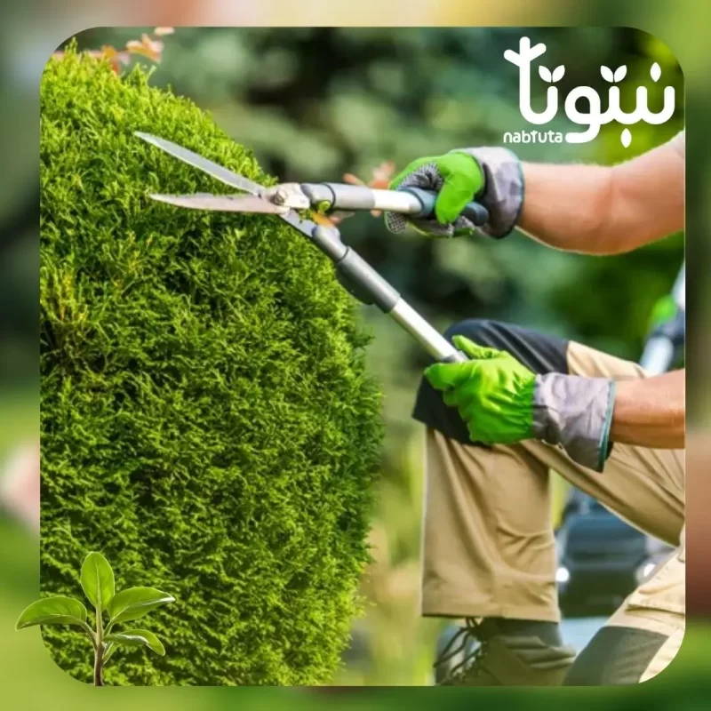 صيانة الحدائق الدورية - نبتوتا