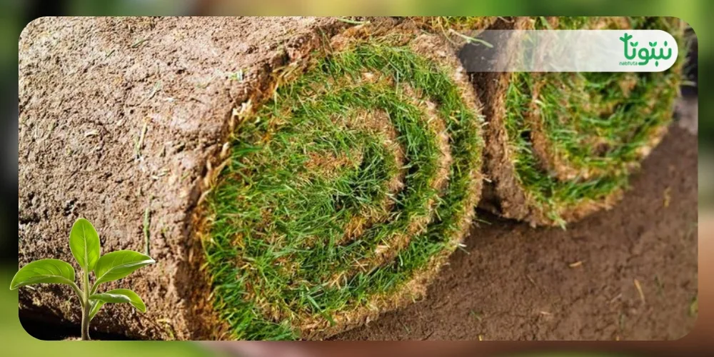 الثيل الطبيعي 1