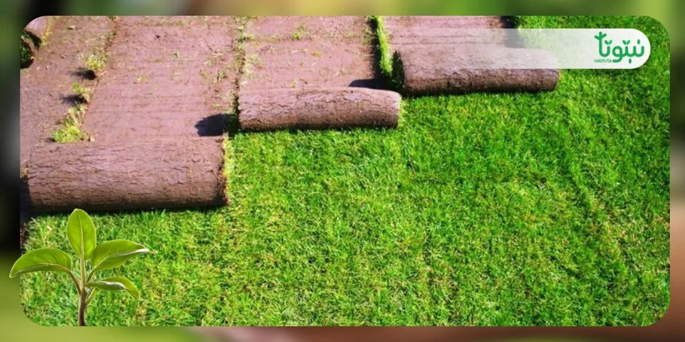 الثيل الطبيعي 2