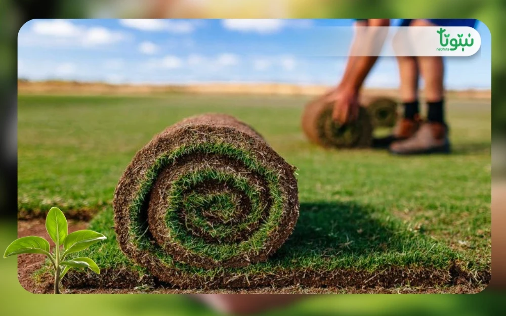 الثيل الطبيعي 3