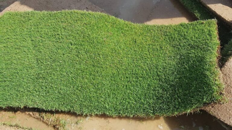 الثيل الطبيعي أنتورو