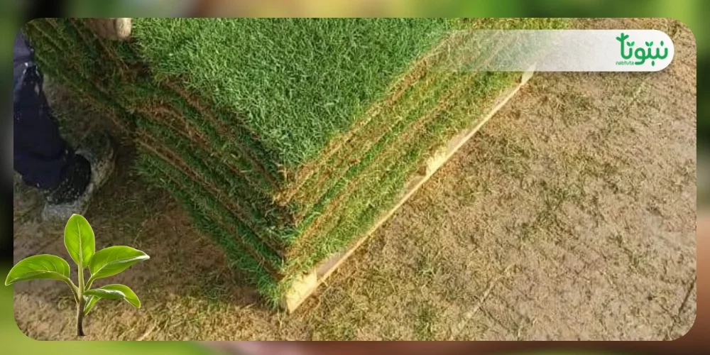 الثيل الطبيعي الياباني 2