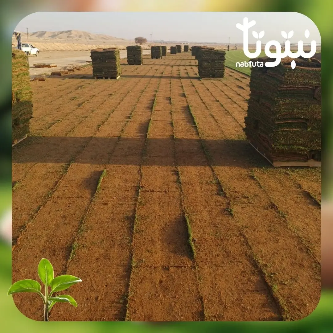 توريد وتركيب ثيل طبيعى 3