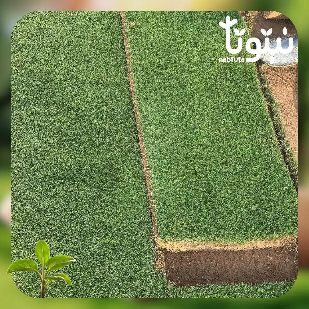 توريد وتركيب ثيل طبيعى 4