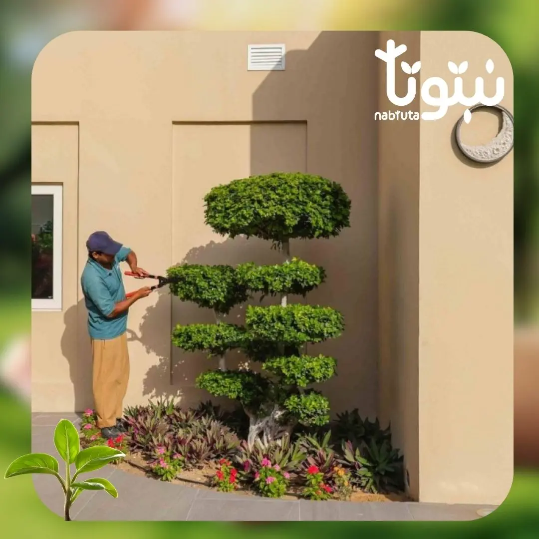 صيانة الحدائق 2