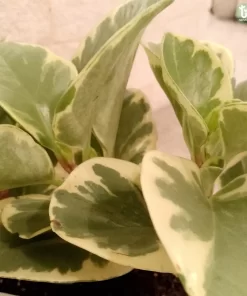 ببروميا هولندي مبرقشة ٢