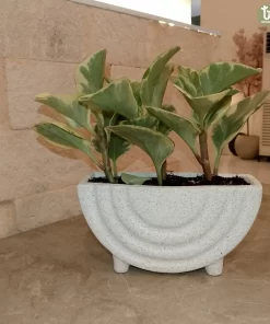 ببروميا هولندي مبرقشة ٣