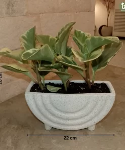 ببروميا هولندي مبرقشة ٤