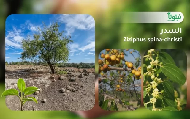شجر السدر 1