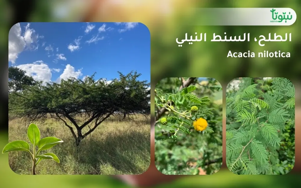 شجر الطلح السنط النيلي 1