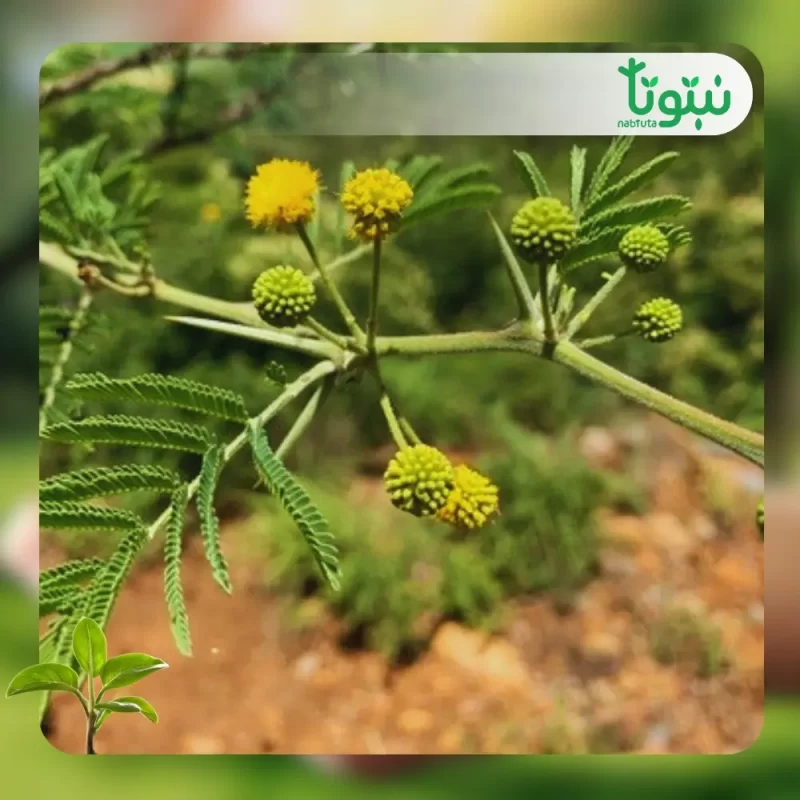 شجر الطلح السنط النيلي 2