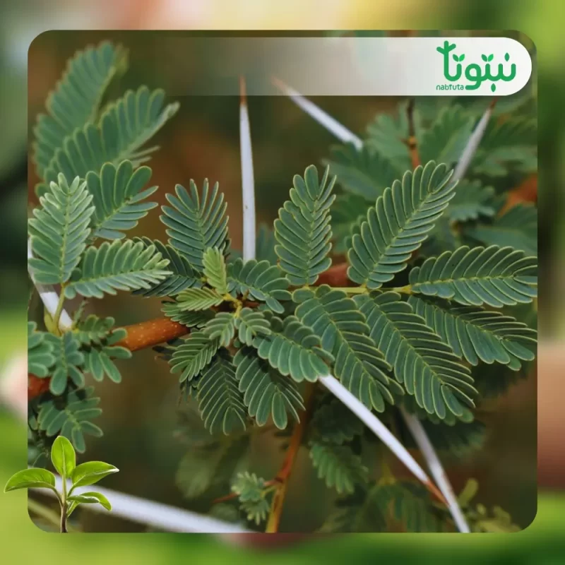 شجر الطلح السنط النيلي 3