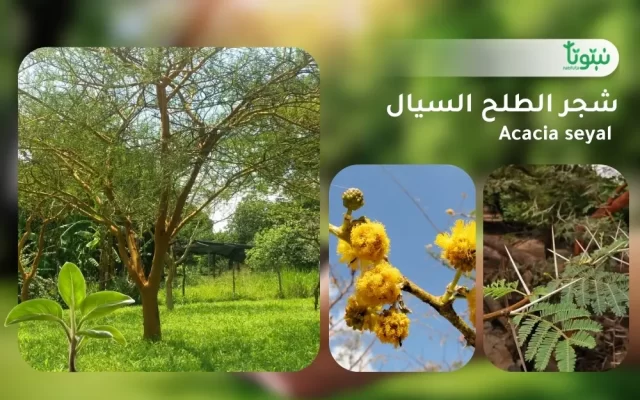 شجر الطلح السيال 1