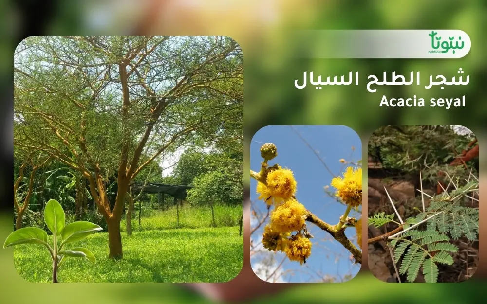 شجر الطلح السيال 1