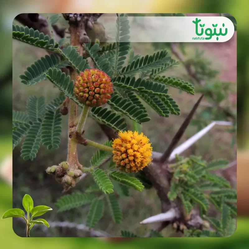 شجر الطلح السيال 2