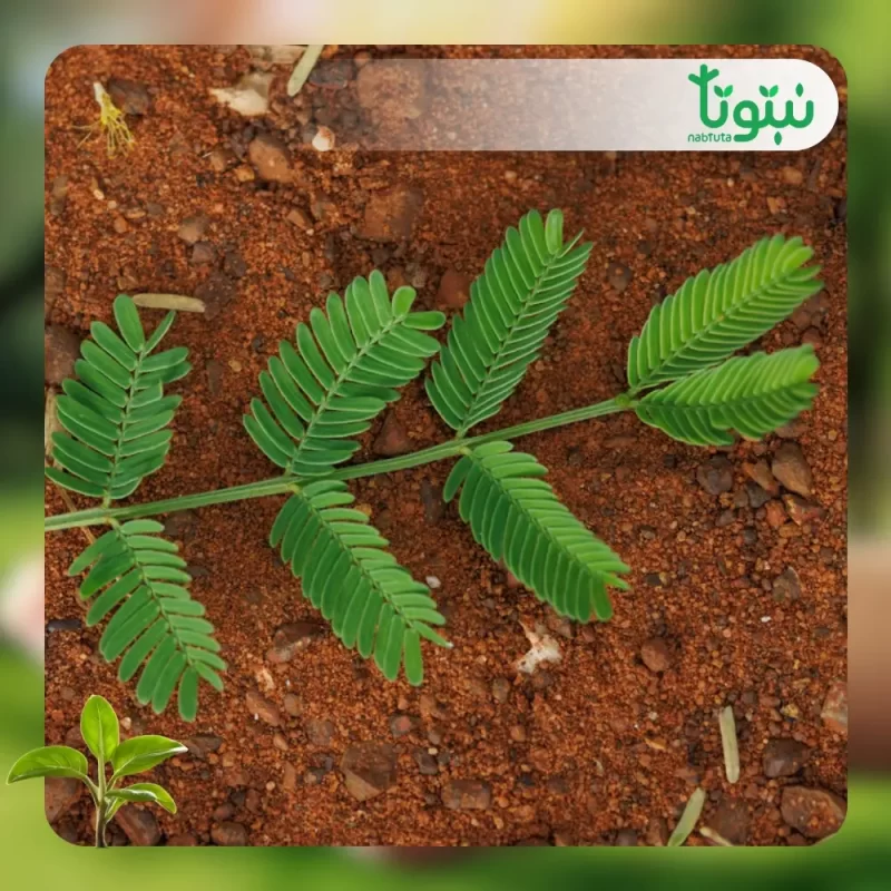 شجر الطلح السيال 3