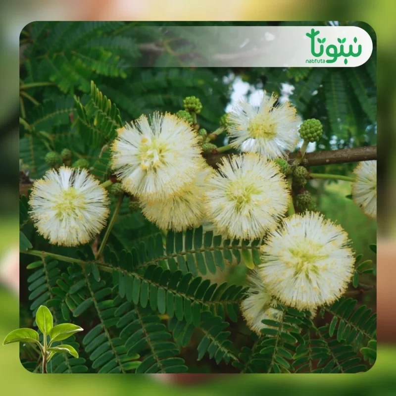 شجر الطلح النجدي 1