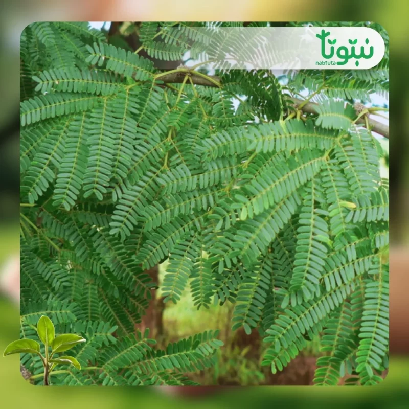 شجر الطلح النجدي 2