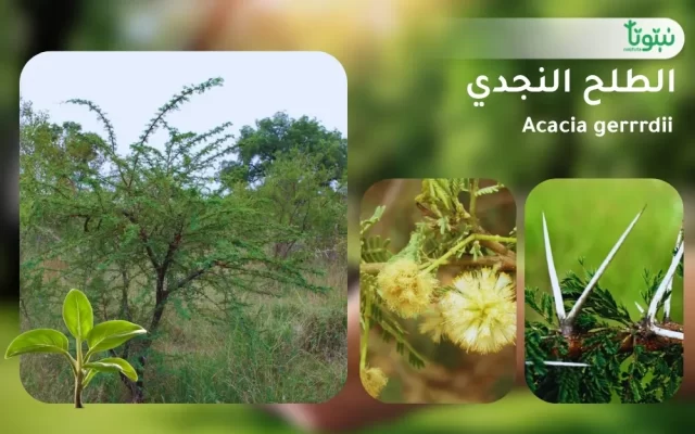 شجر الطلح النجدي 3