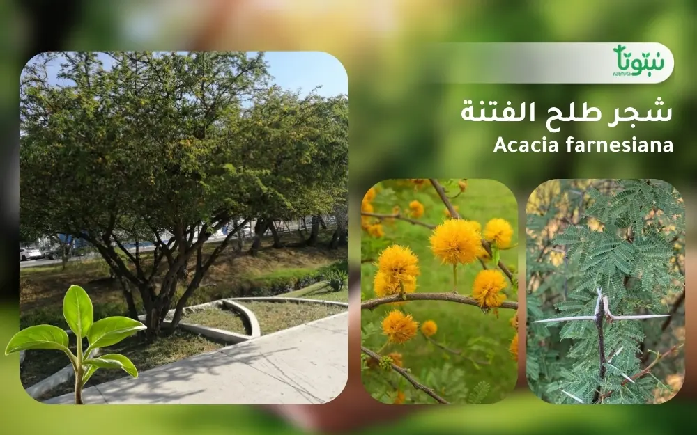 شجر طلح الفتنة 1 (2)