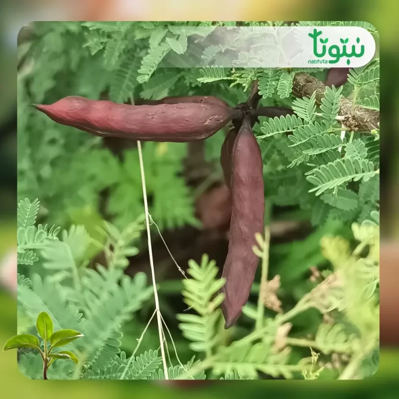 شجر طلح الفتنة 3