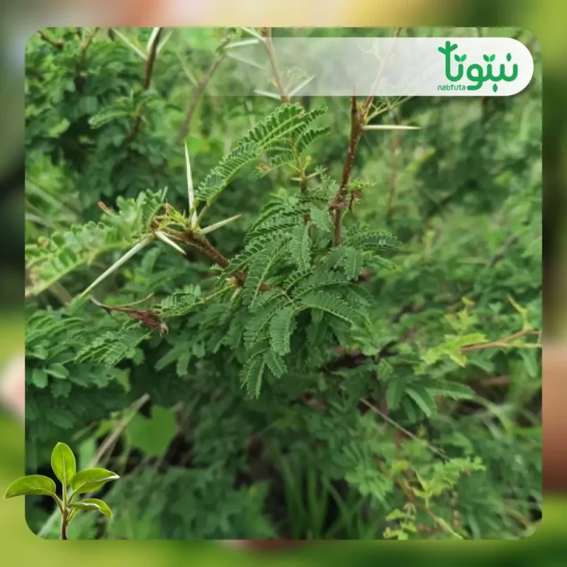 شجر طلح الفتنة2