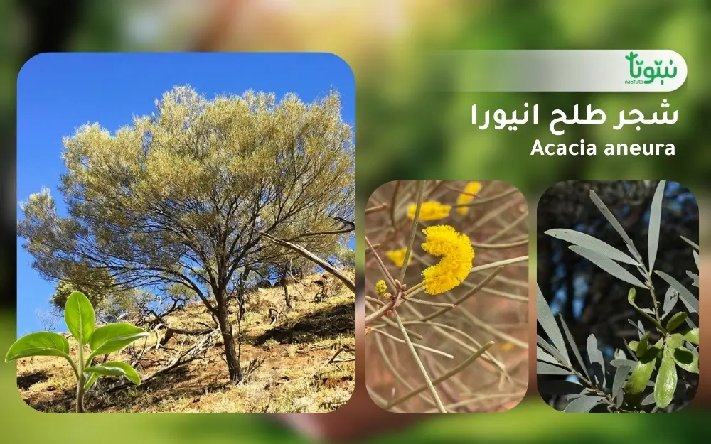 شجر طلح انيورا 1