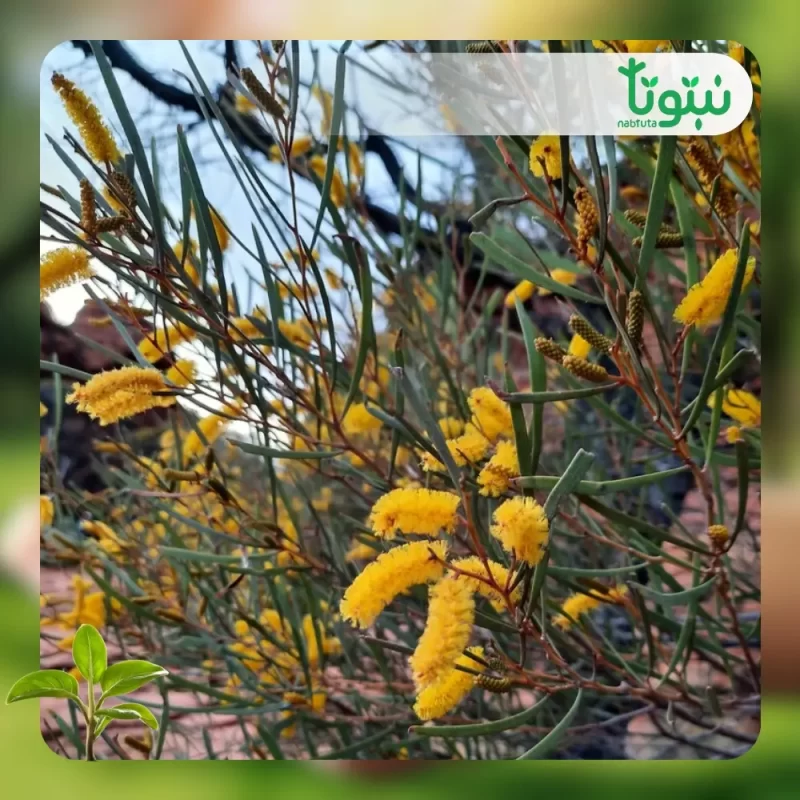 شجر طلح انيورا 2