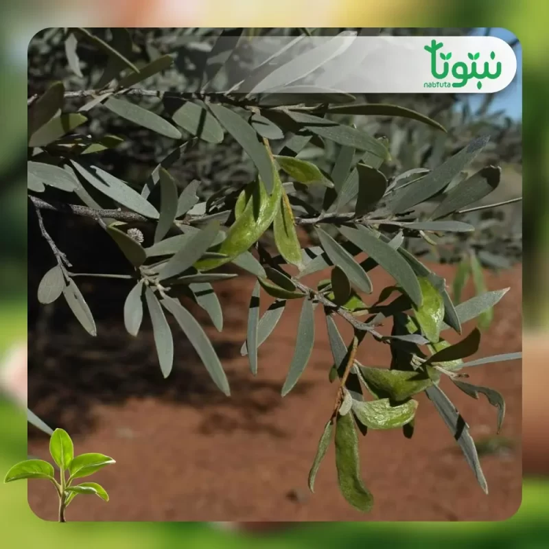 شجر طلح انيورا 3