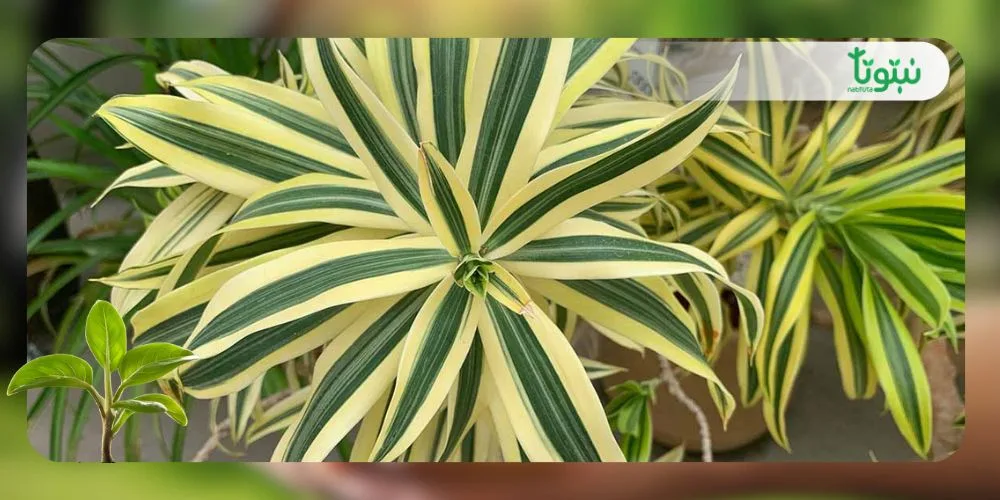 شجرة الدراسينا 1