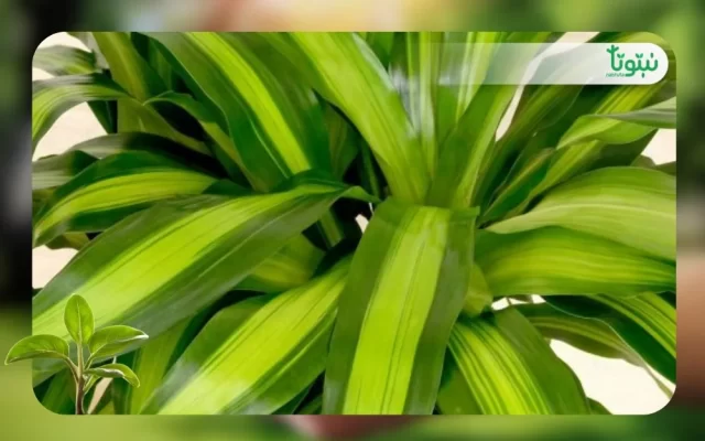 نبات الدراسينا 4