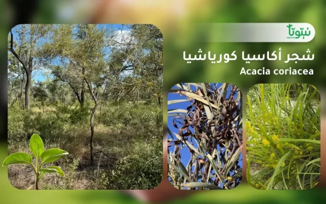 شجر أكاسيا كورياشيا 1