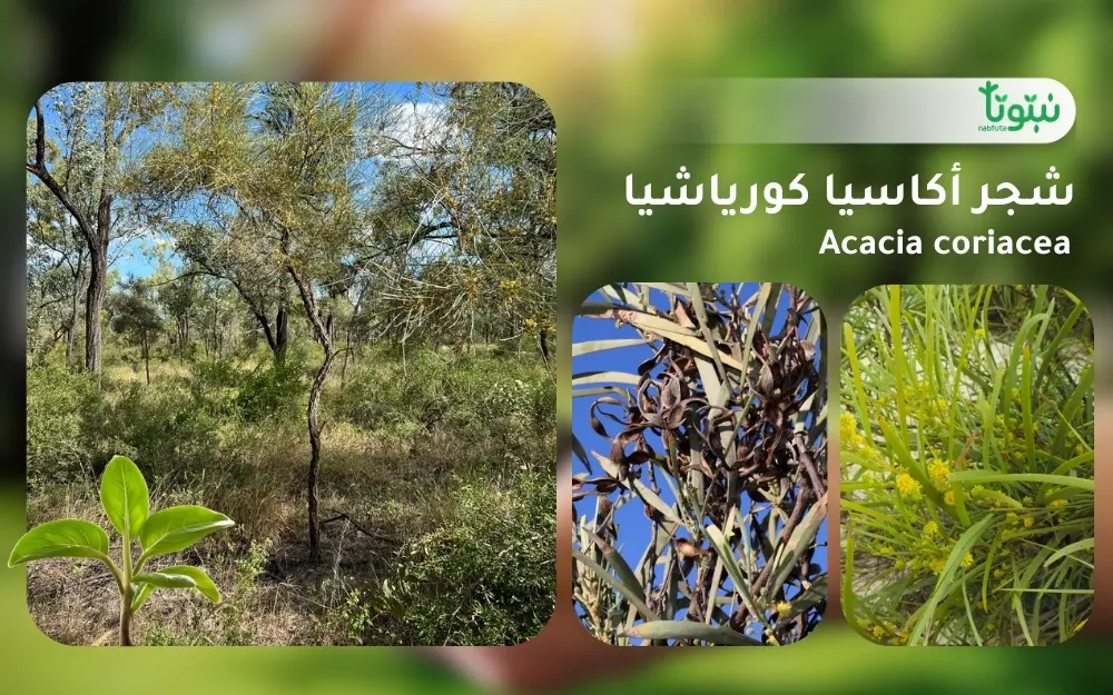 شجر أكاسيا كورياشيا 1