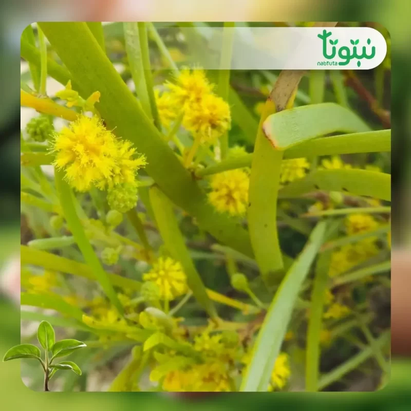 شجر أكاسيا كورياشيا 2