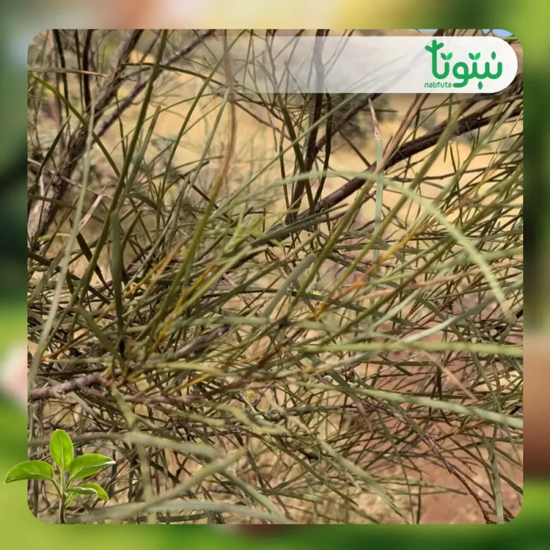 شجر أكاسيا كورياشيا 3