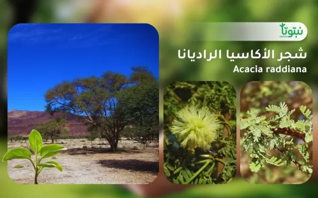 شجر الأكاسيا الراديانا 1