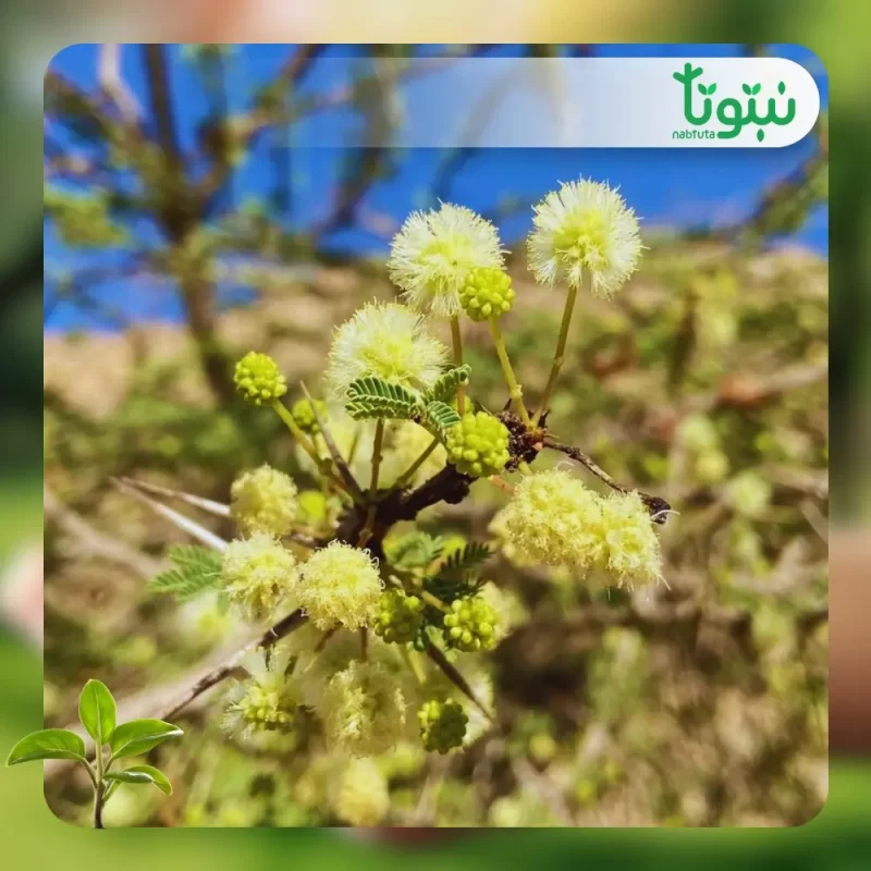 شجر الأكاسيا الراديانا 2