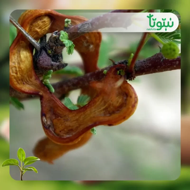 شجر الأكاسيا الراديانا 3