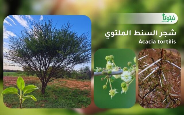 شجر السنط الملتوي 1