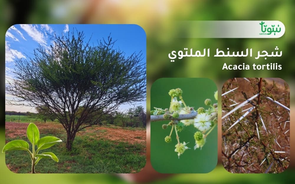 شجر السنط الملتوي 1