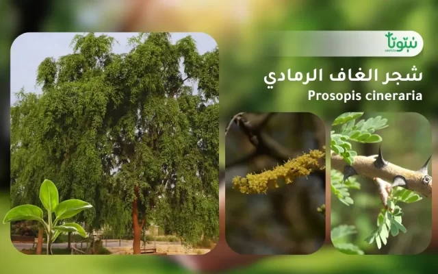 شجر الغاف الرمادي 1