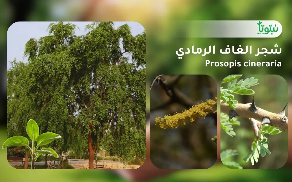 شجر الغاف الرمادي 1