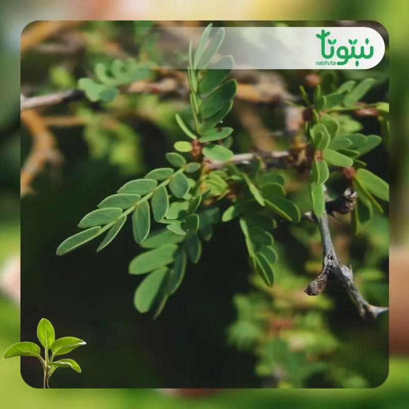 شجر الغاف الرمادي 2