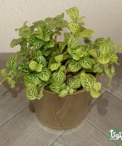 نبتة فيتونيا ابيض في اصيص سيراميك 1