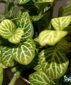 نبتة فيتونيا ابيض في اصيص سيراميك 2